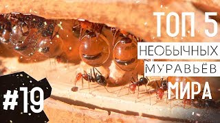 ТОП 5 необычных видов муравьёв мира | ТОП 5 удивительных муравьёв в мире