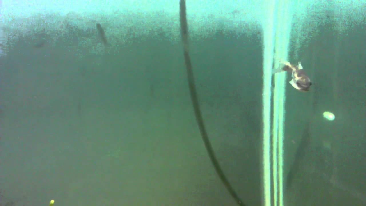 Horalabiosa arunachalami