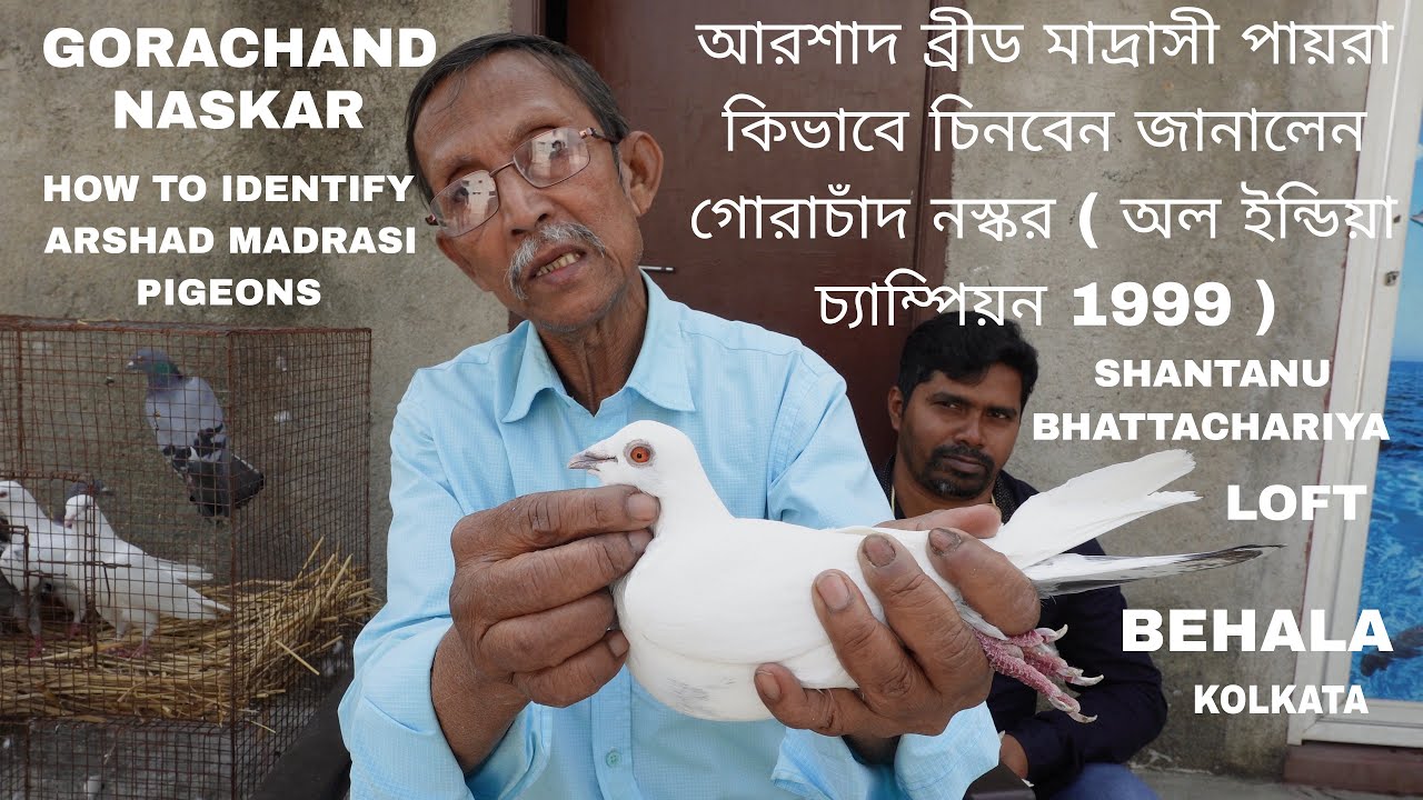 How to Identify Arshad Madrasi Pigeons Explain by Gorachad Naskar - All India Champion 1999