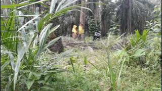 suku mante wik wik lagi