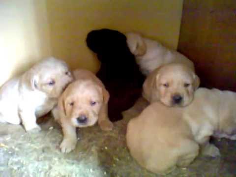 15 days labrador puppies