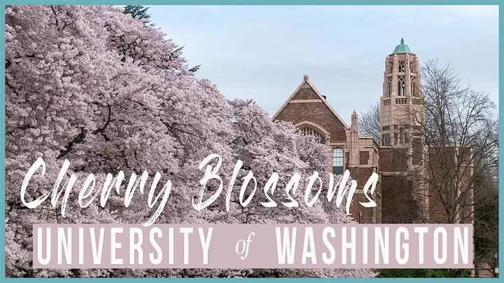 UW Seattle Cherry Blossom Festival: FULL BLOOM  (University of Washington Quad WALK Through 2022)