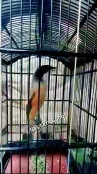 cendet isian kuntilanak bikin greget✓