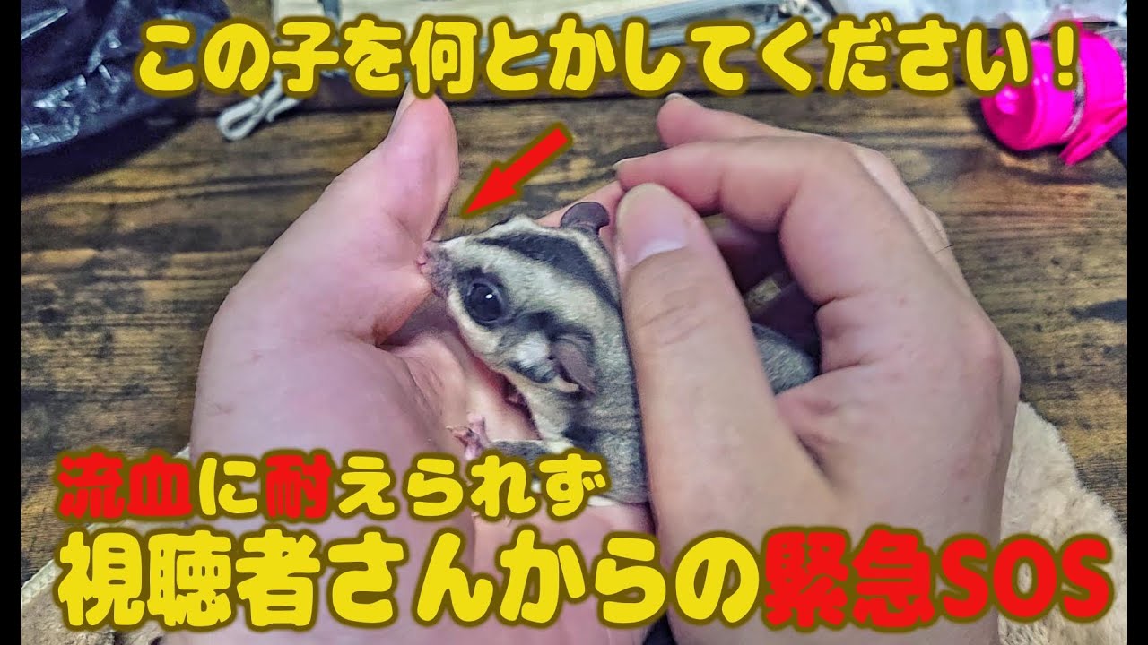 緊急SOS 1年半飼い主さんを流血させつづけた凶暴モモンガちゃんのお預かり保育（前編） - YouTube
