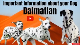 Dalmatian Dogs: All You Need To Know by Animals World 4k 30 views 9 months ago 17 minutes