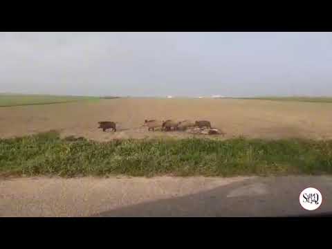 Una famiglia di cinghiali a passeggio tranquilla per le campagne: mamma davanti