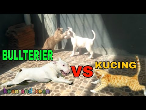 Kucing Lawan Anjing Lucu Bullterier Vs Cat Funny Anjing Pintar