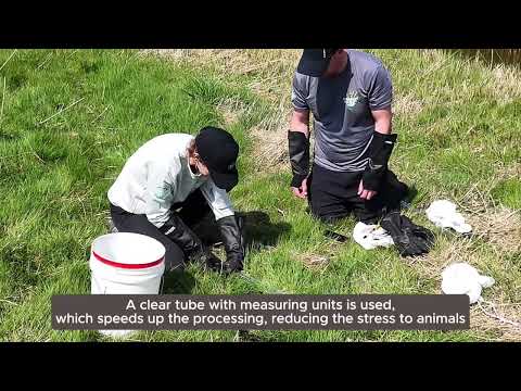 Adder habitat restoration and monitoring | Norfolk Wildlife