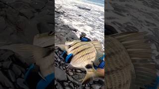 FVF® - Fuerteventura Fishing. SARAGO! #fuerteventura #fishing #shorts #video