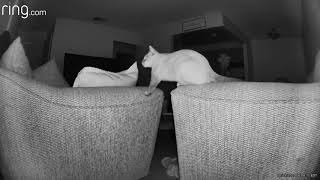 Famous Ghost Orb Caught On Ring Camera Wealth