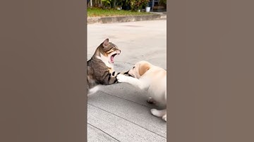 Will the cat be able to fight back and break free after being bitten by the dog🐱🐶#escape #dog#bitten