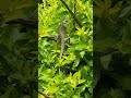 Chameleon jump scared me. #viralvideo