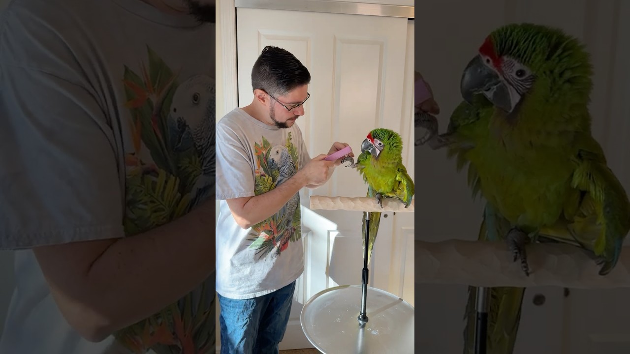 Большой зелёный ара любит, когда ему подстригают когти.