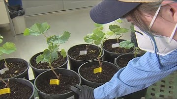 Northern California vintners cope with grapevine red blotch disease