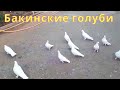 Голуби Алиева Теймура в Астрахани!