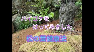 ハイゴケ植えつけ　発芽したニチニチ草　アケボノアシの株分け