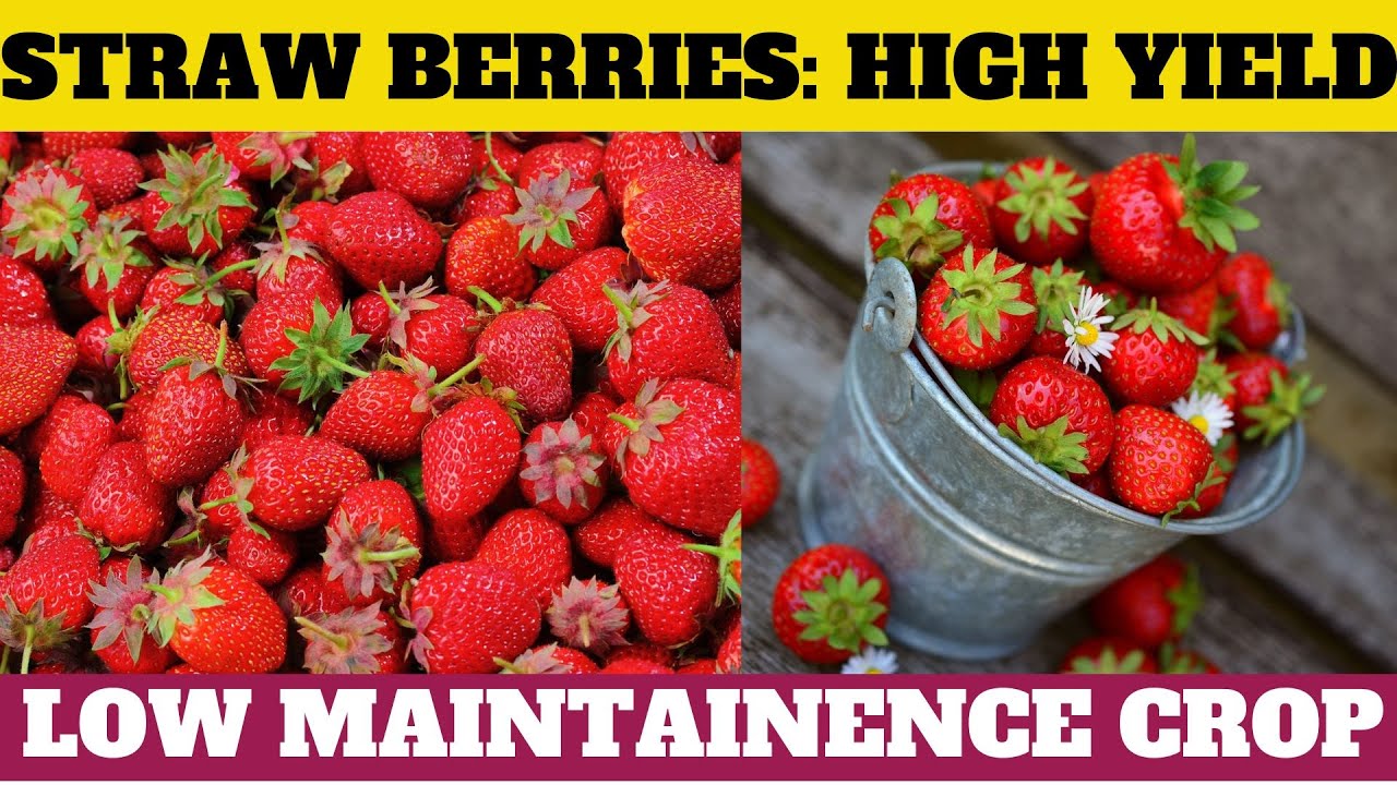 Grow Strawberries High Yield & Low Maintenance Crop YouTube