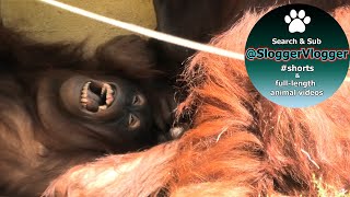 Orangutan Sprout And Djimat Male Getting Close