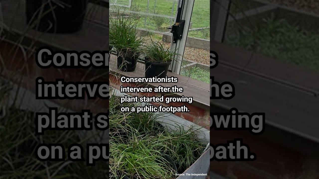 Rescue Mission 🧑‍🚀 Saves UK's Rarest Plant 🌿 from Extinction 🌱❤️