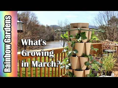 What's Growing in March? Broccoli, Cauliflower, Scallions, Parsley, More!