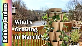 Whats Growing in March?  Broccoli, Cauliflower, Scallions, Parsley, More!