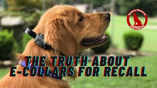 The Truth About E-Collars and Recall Training