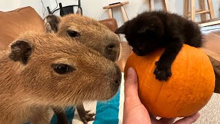 I Fed A Kitten To Capybaras