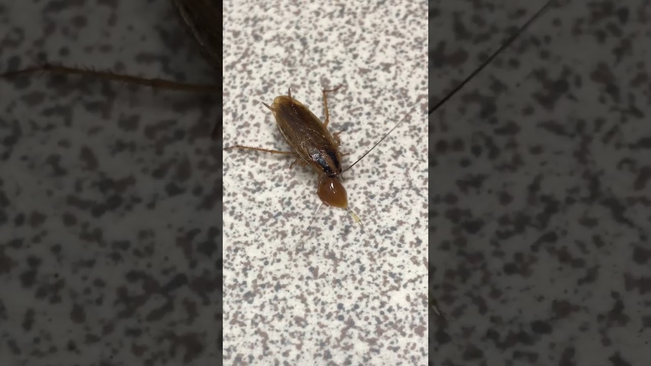 ADDICT® GEL - высокоэффективное инсектицидное средство для контроля популяции тараканов