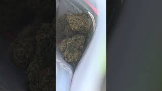 Never seen this before! Found in Illinois Dispensary Bag.