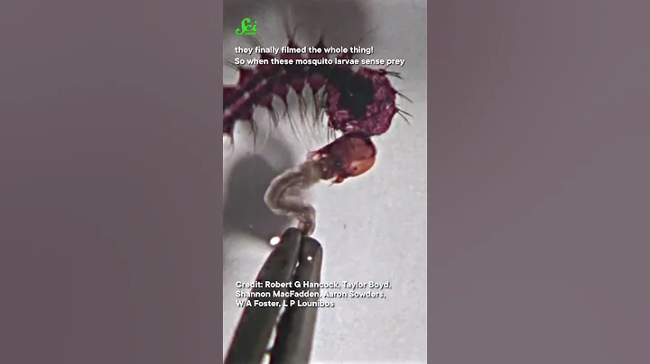 These mosquito larvae have harpoon heads. #shorts #science #SciShow