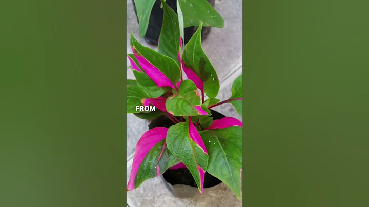 Do you have one of these plants? #houseplants #plantsofyoutube #plantcare #pinkplants