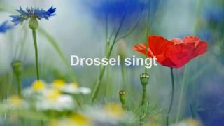 Im grünen Wald, dort wo die Drossel singt. Ronny. Mit Text (HD 1080p)