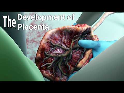 Video: Proč je placenta důležitá pro vyvíjející se embryo?