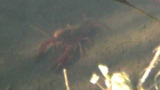 Gambero Rosso Della Louisiana A Buccinasco