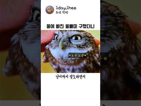 수영장에 빠진 야생 올빼미를 구조했더니 벌어진 충격적인 반전 thumbnail