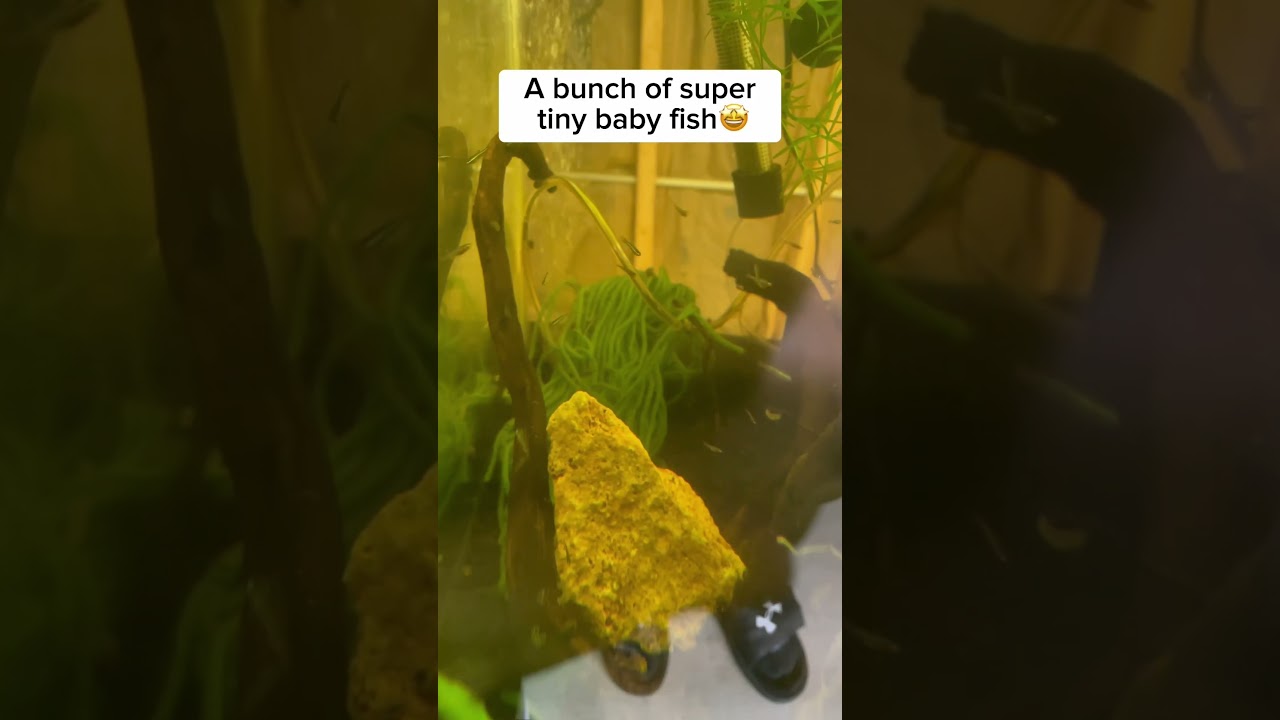 White Cloud Minnow ☁️ 