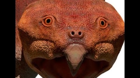 Hyperodapedon: A Bizarre Pig-like Triassic Reptile