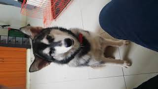 Novita Our Husky(3)