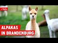 Alpakas, Hanf-Anbau und Bio-Rinder - auf dem Land in Brandenburg | Reportage | Doku