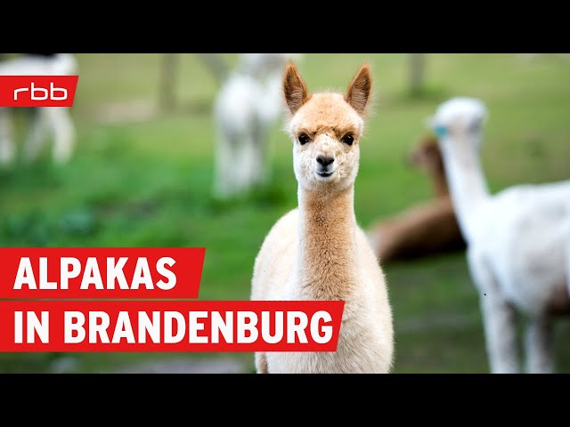 Alpakas, Hanf-Anbau und Bio-Rinder - auf dem Land in Brandenburg | Reportage | Doku