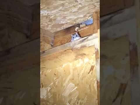 camera iphone 8 plus apk Flying squirrel in attic!