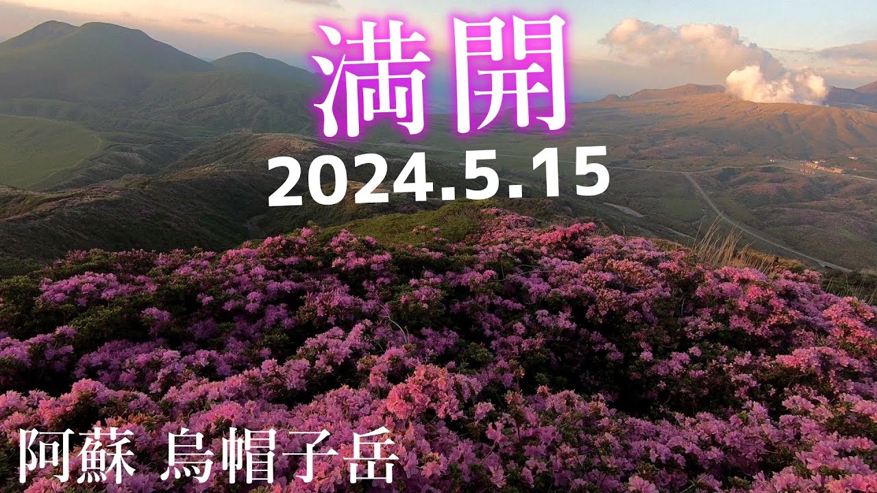 【満開】阿蘇烏帽子岳はミヤマキリシマ見頃【2024年5月15日】