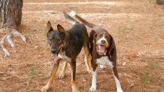 ...Y mientras tanto en Equilibrium Dogs...