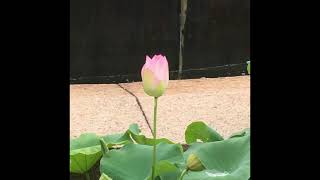 Match Highlights Lotus flower or Nelumbo lutea (scientific name)//shorts