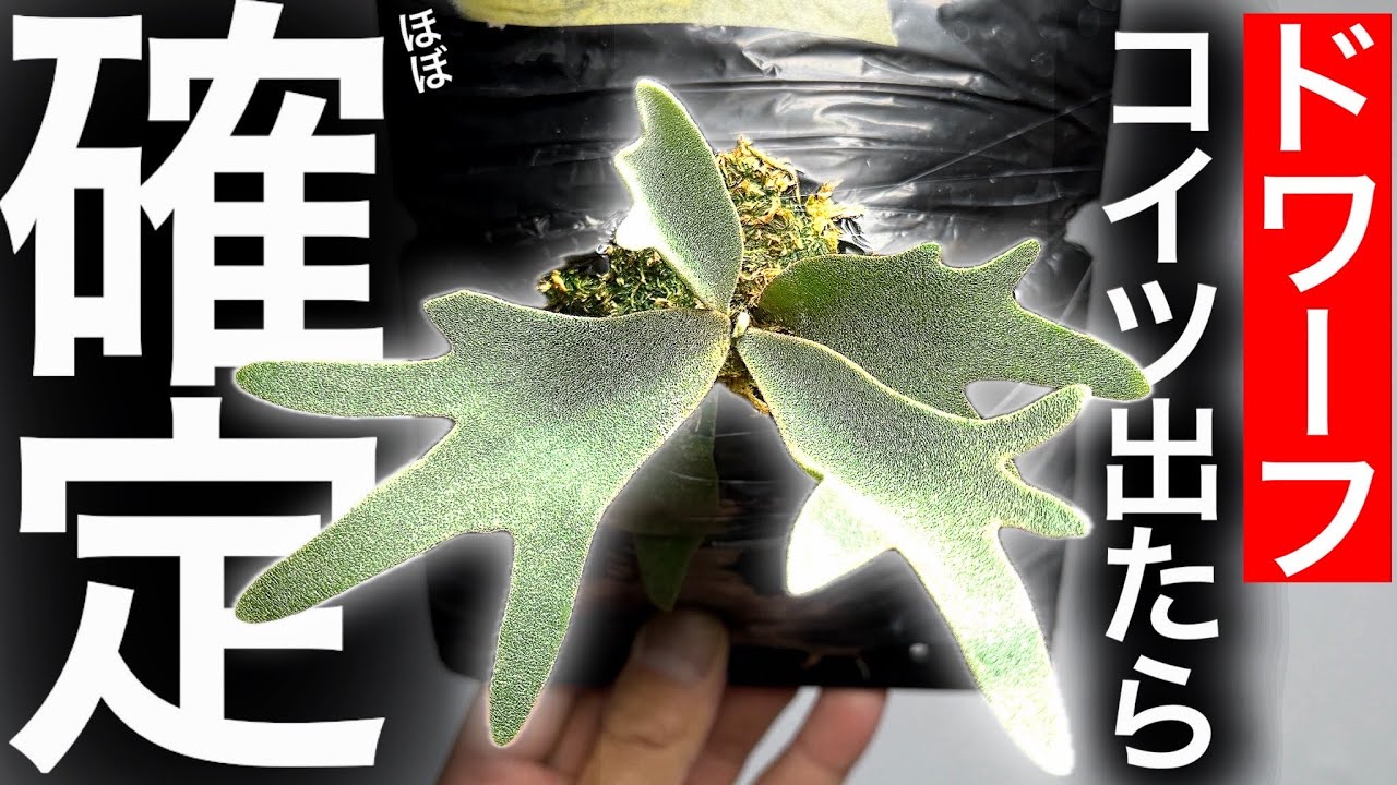 Confirmed] How to Identify Dwarf Specimens [Platycerium Spore