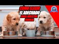 CUÁNTAS  VECES DEBE COMER UN CACHORRO Y UN PERRO ADULTO AL DÍA?