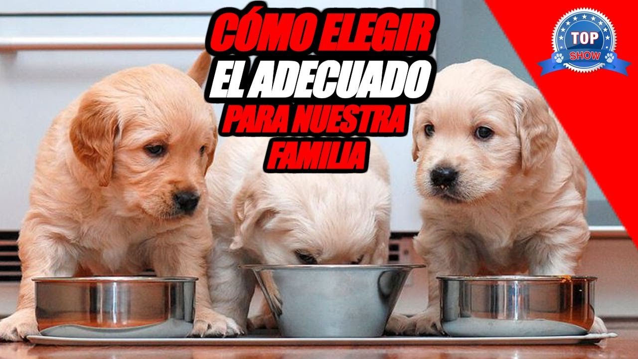 Cuanto Debe Comer Un Beagle Adulto