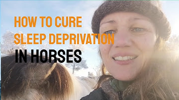 Horse herd behavior - horses need to lie down to get deep sleep