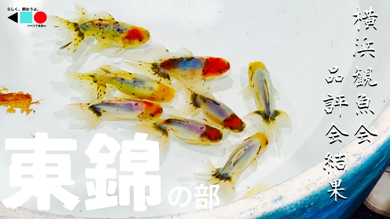 Goldfish] A Look at the Azumakin Goldfish Selected for the 2025 