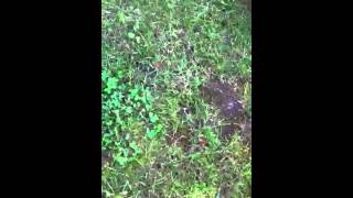 Bullterrier Welpen 2012